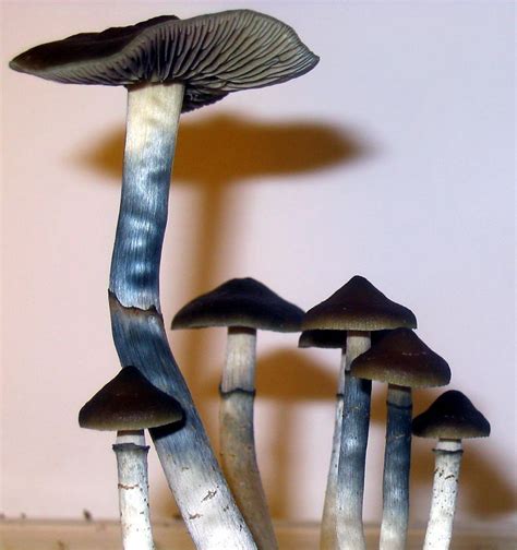 Overall, the effects of Blue Meanie mushrooms can last between 6-18-hours — or more depending on how much you consume. Users of Blue Meanie Shrooms will experience intense visuals along with a robust bodily sensation and a rush of euphoria. Buy Blue meanie Shrooms online. Dosage recommendations: Creative dose: 0.5 Grams to 1.25 Gram. 