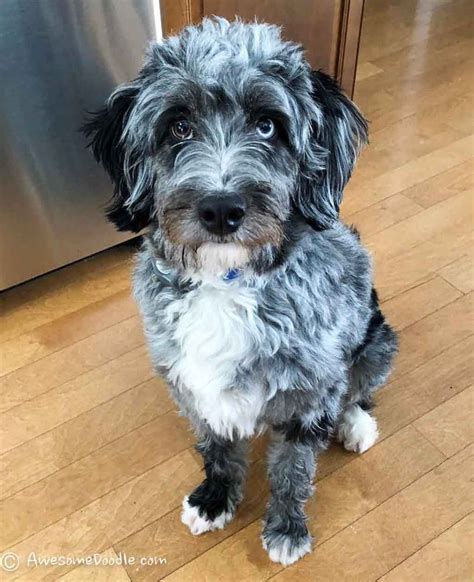 Blue merle aussiedoodle. They come in many colors including red merle, blue merle, tri-color and bi-color variations. They have a delicate build with an oval shaped heat, floppy ears and almond eyes that are usually brown or green. Read Also: Toy Aussiedoodle Guide: Size, Temperament, Hypoallergenic etc. Toy … 