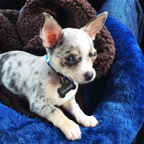 Blue merle chihuahua. A merle Chihuahua is a Chihuahua with a coat pattern consisting of irregular patches of one or more dark colors on a light-colored base. Known as a merle or dapple pattern, it’s the result of genetics. Chihuahuas, as well as other select breeds (see below), can be born with the merle gene. 