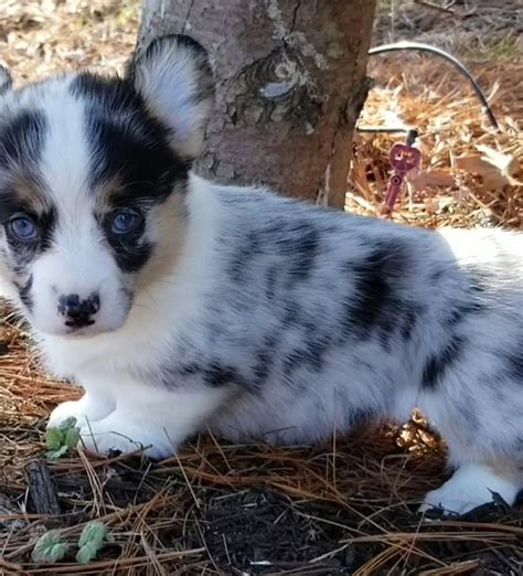Blue merle corgi puppies for sale. Place A Deposit On A Puppy or Adult. $515.00. Healthy, happy fun loving Texas elite ranch family raised corgi puppies for sale. All potty trained puppies. American, Pembroke, Cardigan, Merle, Blue Merle, Red Corgi Pupppies and more. Local pickup, or world wide shipping available. 