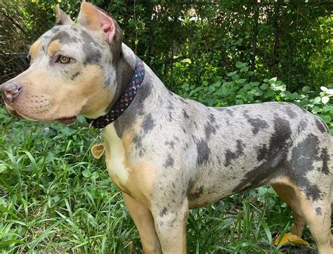 A lilac merle pitbull is a rare color variation of the American Pitbull Terrier breed that is characterized by a coat that is predominantly blue or purple with light-colored markings. The term "lilac" refers to the pale, bluish-purple color of the coat, while "merle" refers to the marbled or mottled pattern of the coat.