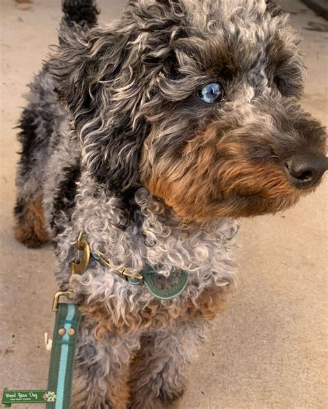 Blue merle poodle. Blue (and not just grizzled/faded Black) comes from a fading or silvering allele laid over Black. A stronger dose of this allele will produce more lightening of the color and thus Silver. So a Blue, assuming the Blue carried a Brown gene, bred to a Brown would most likely produce Cafes. 