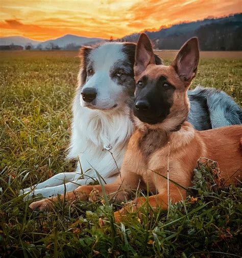 Blue merle rare belgian malinois colors. A blue merle is not a blue dog but rather a black dog whose coloring has been genetically diluted -- much like someone spilled bleach on him in the wash. Parts of his black coat … 