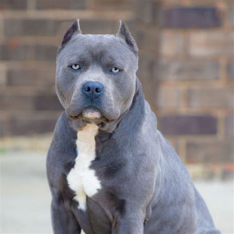 Bordeaux Pitbull Breed Appearance. The Bordeaux Pitbull is a hybrid of two molosser variety dogs which means this will most certainly be a large, muscular animal, with a broad head and a short, single layer coat. The overall head shape will be square and strong with either round or oval eyes that can range in color from hazel to dark brown, and .... 