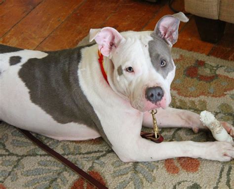 A blue nose pitbull is a color variation within the America