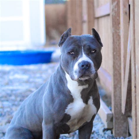 The Blue Pitbull, or Blue Nose Pitbull as it is also referred to, is the same as an American Pitbull terrier, just Blue in colour. Unfortunately, the Pitbull Terrier has a bad reputation as being a fighting Dog, this is much more to do with the owner rather than the breed, however extreme caution is suggested if you are looking at purchasing a .... 