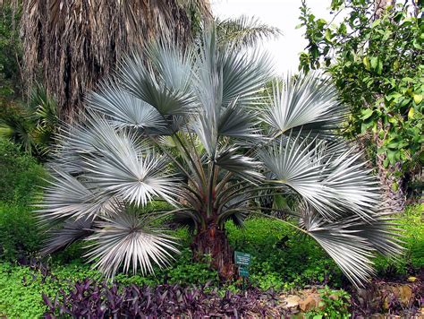 Blue palm. Things To Know About Blue palm. 