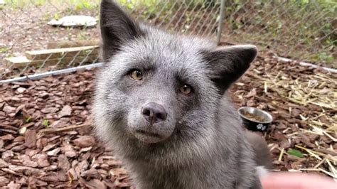 Their fur is a mixture of gray and white colors. They have white feet, a white underbelly, and some platinum foxes have a white ring around their necks. Their noses are black or black with a pink coloration. Their eyes range from brown, yellow, blue, as well as a bi-eyed orange color.. 