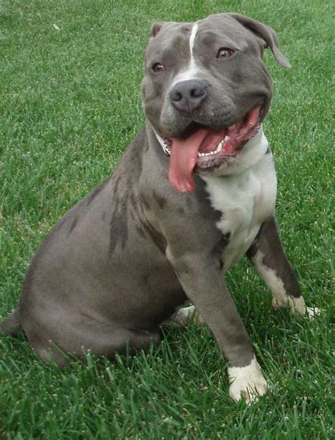 TOPDOGBULLIES Is the number one XXL Pitbull breeder / kennel website in the United States. We breed and sell bully style XXL Pitbull puppies here at our kennel. The pit bull puppies we sell are famous and world-wide bloodlines, our XL Pitbulls for sale are extreme. Our breeding program is aimed at a structure to produce short, tall and medium sized …. Blue pitbull dog for sale