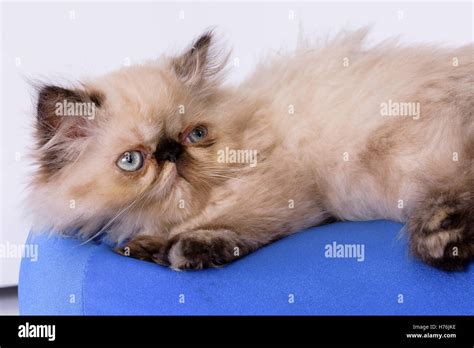 Blue point himalayan persian Stock Photos and Images