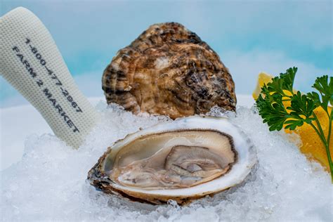 Blue point oysters. The main predators of oyster larvae are filter feeders (i.e. comb jellies). Once an oyster becomes an “adult,” it’s consumed by whelks, sea stars and people. Young oysters are ofte... 