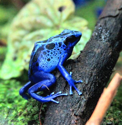 Blue poison dart frog dendrobates azureus. Scientists brought this Ecuadorian frog back from the brink of extinction. Scientists in Ecuador have just managed to breed the Jambato frog, a native species once thought to have ... 