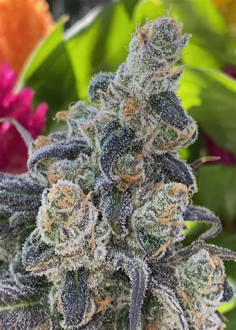 Oreoz, also known a "Oreo Cookies" and "Oreos," is a potent hybrid marijuana strain made by crossing Cookies and Cream with Secret Weapon. This strain produces a long-lasting and relaxing high..
