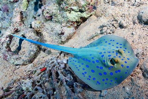 Blue ray fish. .  <a href=https://agent5.ru/gsvz/naked-drunk-taboo.html>...