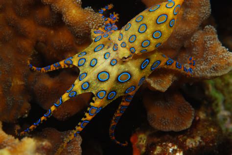 Blue ring octopus. A blue-ringed octopus is one of the most dangerous animals in the ocean. It has extremely toxic venom that can paralyze and kill humans. Learn how to recognize the symptoms of … 