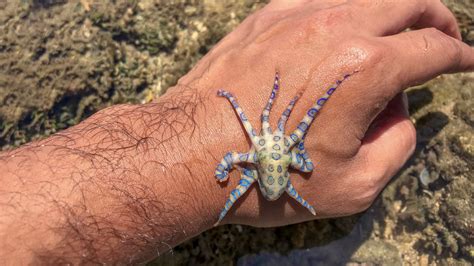 Blue ringed octopus bite. Mar 13, 2017 · Native to the Pacific Ocean, the blue-ringed octopus can be found in the soft, sandy bottom of shallow tide pools and coral reefs. When not seeking food or a mate, blue-ringed octopuses often hide in crevices, shells or marine debris. If you catch them outside of their cozy hiding spots, it’s easy to see how the animal gets its name: when ... 
