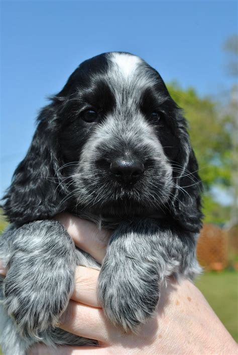 Blue roan spaniel.  New litters added regularly.  Subject to RKC approval we present ou...