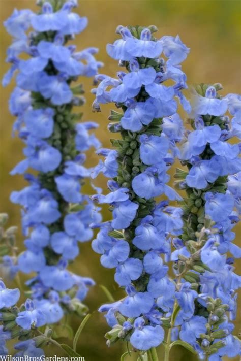 Blue sage.  It might also be called Azure Blue Sage or Pitcher Sage.  The 'bl...
