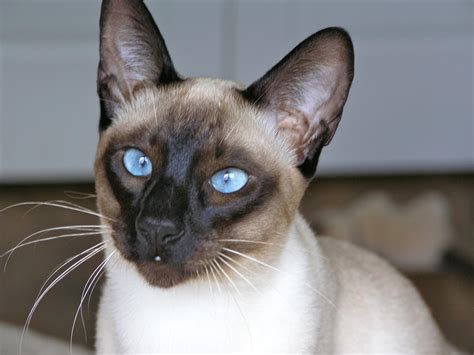 They are fairly vocal and like to communicate by meowing. If you want a quiet cat, a Siamese is not for you. Siamese have a distinctive appearance with pointy ears, color points on their faces, and blue eyes. There are four main variations/colors, these are seal point, blue point, lilac point, chocolate point. Color Variations of Siamese Cats. 