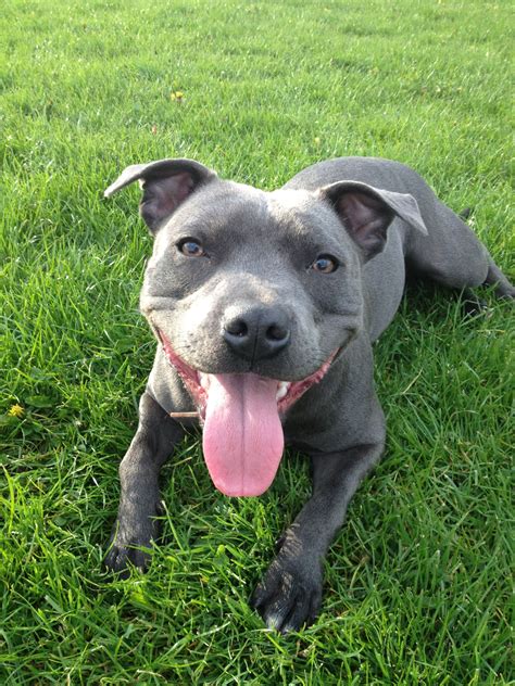 Blue staffie. Staffy – At A Glance. Staffies grow between 14 to 16 inches tall and weigh between 28 to 38lbs; females weigh less, so between 24 and 34lbs. The dog has a life expectancy of between 12 to 14 years. The Staffordshire Bull Terrier isn’t to be confused with the American Staffordshire Terrier. Although typically nicknamed the Am Staff, they are ... 