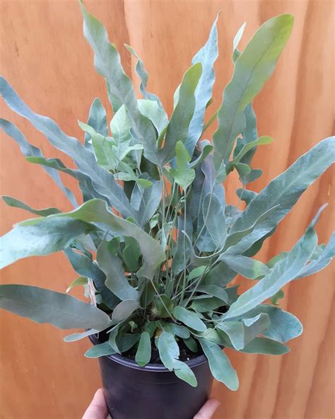 Blue star fern. Phlebodium aureum 'Blue Star' Family: Polypodiaceae Phlebodium aureum grow naturally as epiphytes throughout the tropical and subtropical Americas, ... 