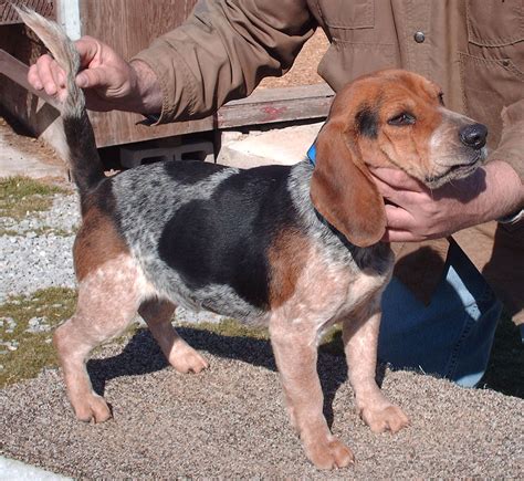 Several breeders in Ohio sell purebred beagle puppies. Willowbark kennel in Toledo, Ohio, offers blue tick beagle puppies for sale. These dogs are well-socialized and make great pets. Their drop-eared ears are a bonus, and they’re perfect for children. They’re very alert and will enjoy playing with children.. 