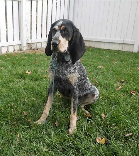 Below is a sample search of our Bluetick Coonhound breeders with puppies for sale. The search tool above returns a list of breeders located nearest to the zip or postal code you enter. From there you can see photos of their pups, find detailed information on their web page and contact them by e-mail, phone and even get driving directions.. 