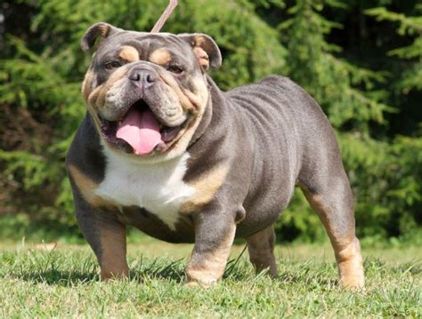 KC Registered chocolate Tri Bulldog Rolo for Stud. £250. English Bulldog Age: 1 year. Chocolate tan tri British bulldog at stud kc reg vaccination upto date He is proven with a recent litter of 6 Very big chunky boy with perfect rope and wrinkles. Please don’t be …. 