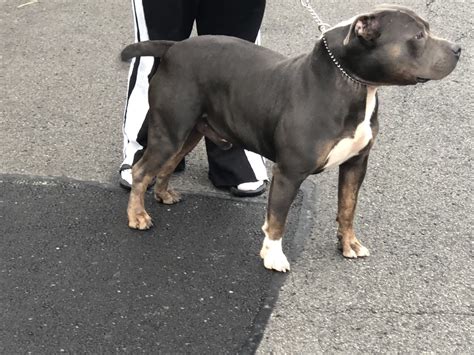 Blue trindle bully. The blue American Bully is just one of the many color variations of the American Bully breed that we know. They may either come in solid blue, tricolor, merle, or brindle. Generally, their blue pigmentation is said to be caused by a dilution gene. 