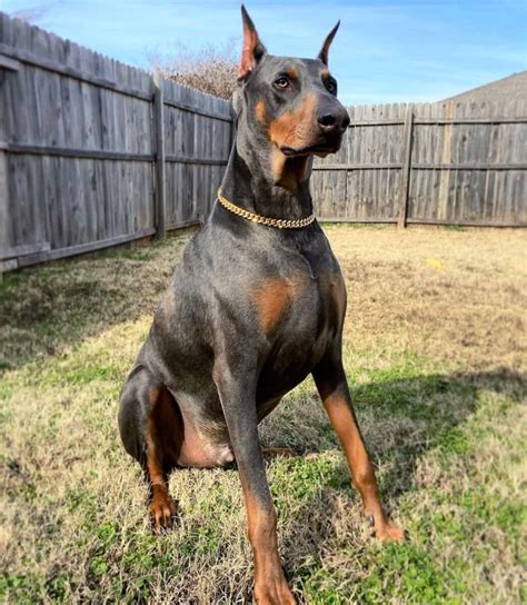 Blue warlock doberman. BEWARE of any breeder, advertisement or kennel that advertises “WARLOCK” Dobermans.The two main variants of the Doberman are the American and the European. While the American Doberman is sleeker and more streamlined, the European is a more muscular dog with a deep chest and thicker bone structure.There’s no breed of dog called the king ... 
