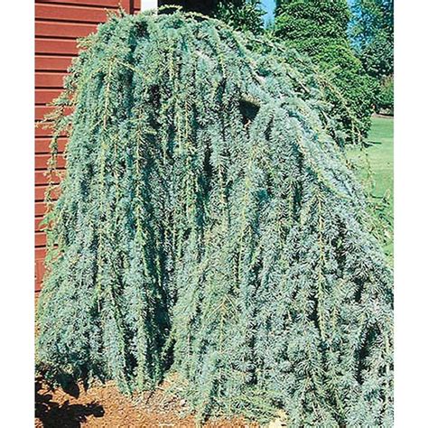 Blue weeping atlas cedar. With a blue-green cast, this tree is also sometimes called the weeping blue Alaskan cedar, too. The softly pyramidal shape of this tree, along with its weeping habit, make it an ideal landscape plant. During the growing season, small 1/3 inch brown to burgundy cones appear at the tips of the needles, but primarily on mature plants. 