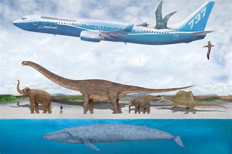 Blue whale size comparison. Some Comparisons of Blue Whale Compared To The Largest Sauropods. ... The average size of a blue whale is about 80-100 feet in length, and it can weigh up to 200 tons. However, some fossil evidence suggests a huge Sauropod dinosaur known as the Amphicoelias fragillimus may have come close to, or even surpassed, this size. 