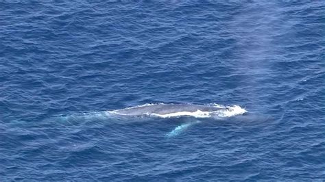 Blue whales are thriving in California waters — the story of their amazing comeback