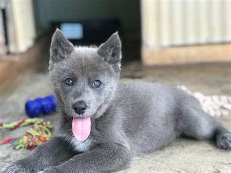 Blue wolf dog. Things To Know About Blue wolf dog. 