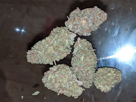 The indica effects follow, often producing numbing laziness, sedation, and increased appetite. Negative effects include the usual dry eyes and mouth. Some anxiety, dizziness, and paranoia may also occur (especially with higher doses). Patients choose Ice Cream primarily for the treatment of stress. The strain allows patients with anxiety and ...