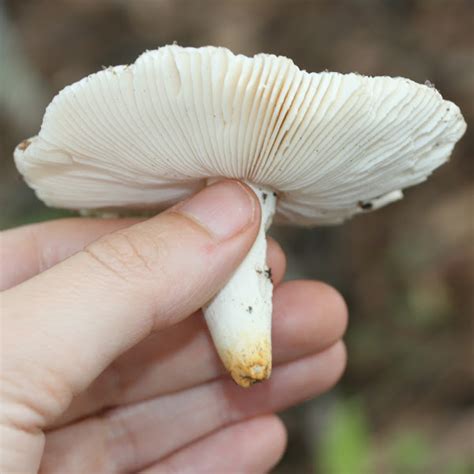 Blue-Green Cracking Russula Project Noah