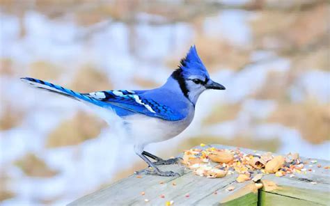 💦 Blue-Jay-0311 Leaked PORN 80 Photos