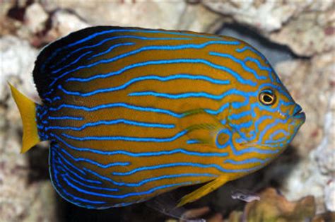 Blue-striped Angelfish - Animal World