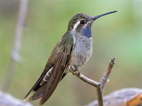 Blue-throated Hummingbird ( Lampornis clemenciae )