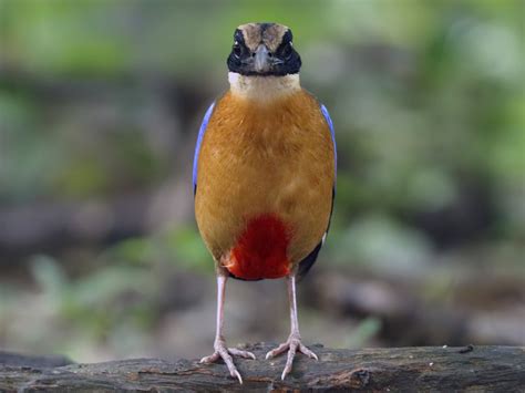 Blue-winged Pitta - eBird