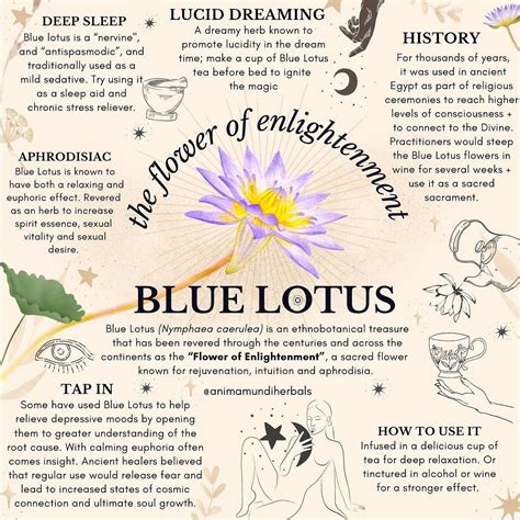 Blue_Lotus_23 Onlyfans Leaked PORN 🍌