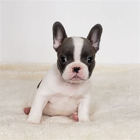 If you are looking for a French Bulldog breeder in Illinois you are in the right place.The French Bulldog’s popularity is on the rise in America for a good reason. The dog is easy to maintain and handy in size, and most people find its personality and behavior endearing. In 2013, the American Kennel Club […]. 