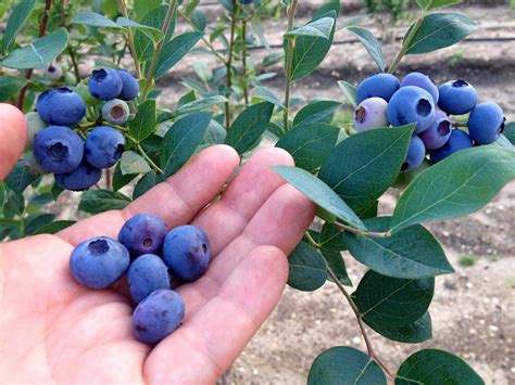 Blueberries near me. Things To Know About Blueberries near me. 