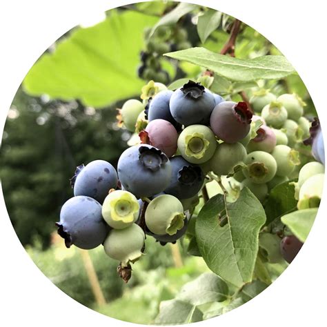 Blueberry Growing Guide - Garden Express