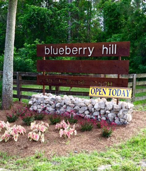 Blueberry Hill Farm Berkshires