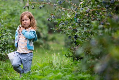 Blueberry Picking in Connecticut: Pick Your Own Farms