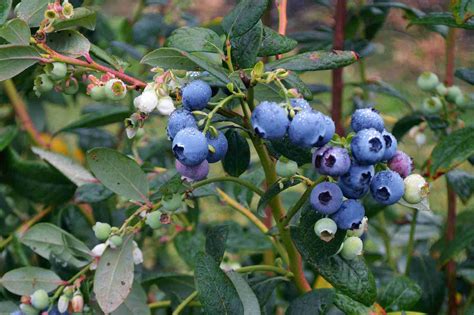 Blueberry Plant Stock Photos, Pictures & Royalty-Free Images - iStock