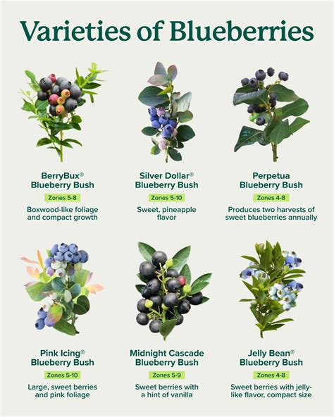 Blueberry Platinum Guide (2025)