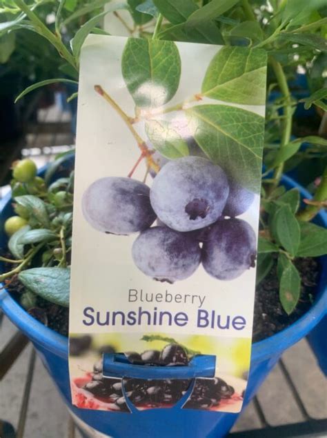 Blueberry Sunshine Blue - Lakeside Plants & Nursery