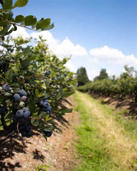 Blueberry farms near me. Things To Know About Blueberry farms near me. 